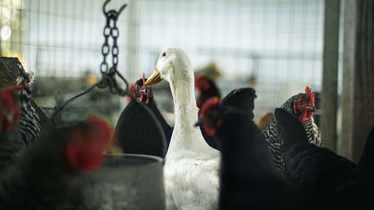 Japonya'da ku� gribi alarm�