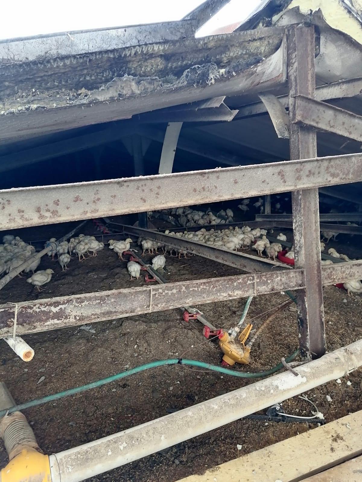 Tavuk �iftli�inin �at�s� ��kt�, 25 bin tavuk telef oldu