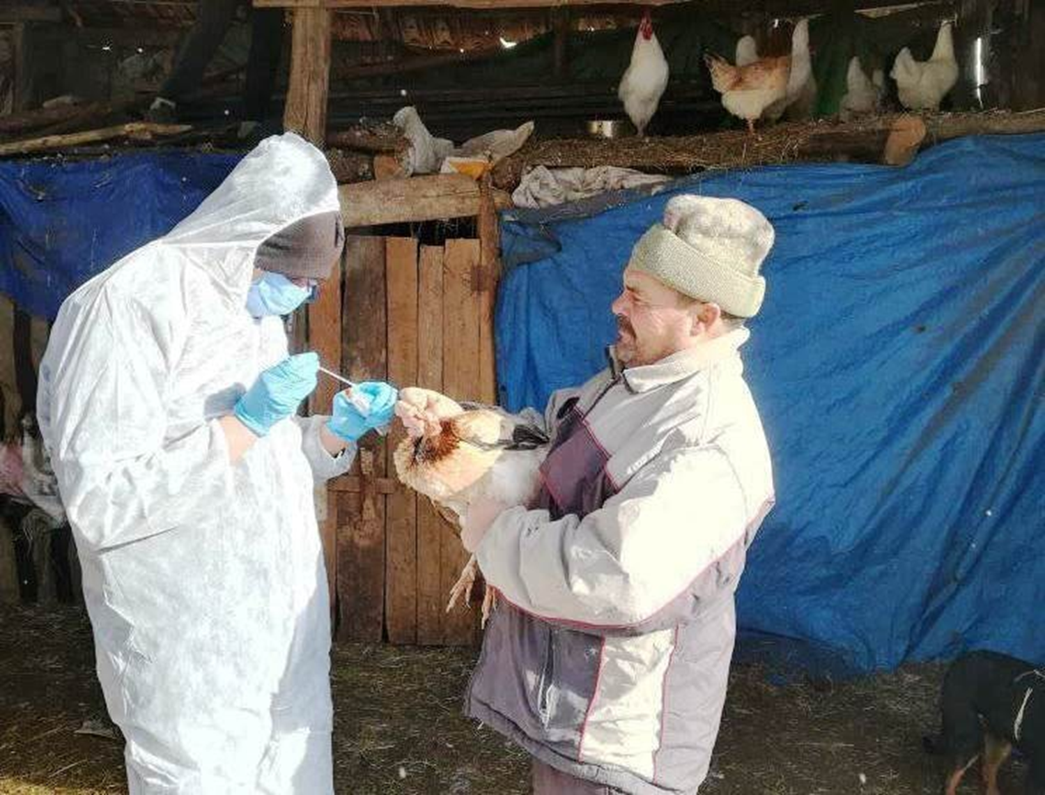 'Tavuk vebas�' hastal��� i�in numuneler al�nd�