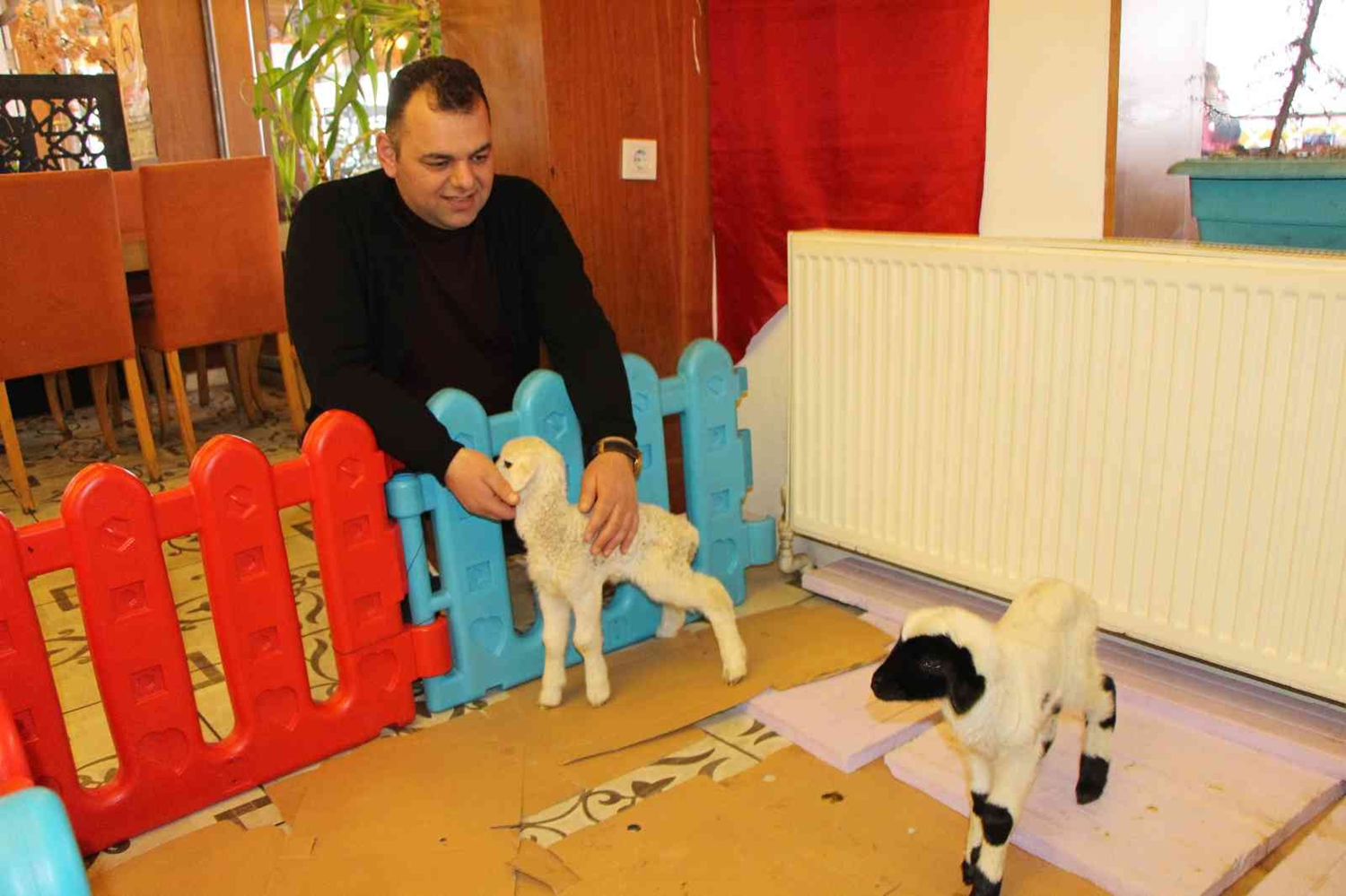 G�renler �a�k�nl�k ya��yor! �kiz kuzular� restoran�nda besliyor