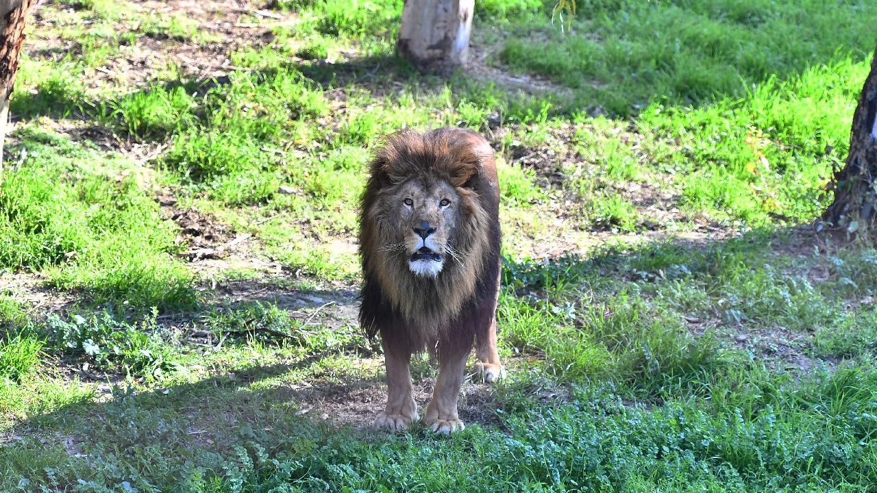 Aslan kendisini besleyen bak�c�s�n� �ld�rd�