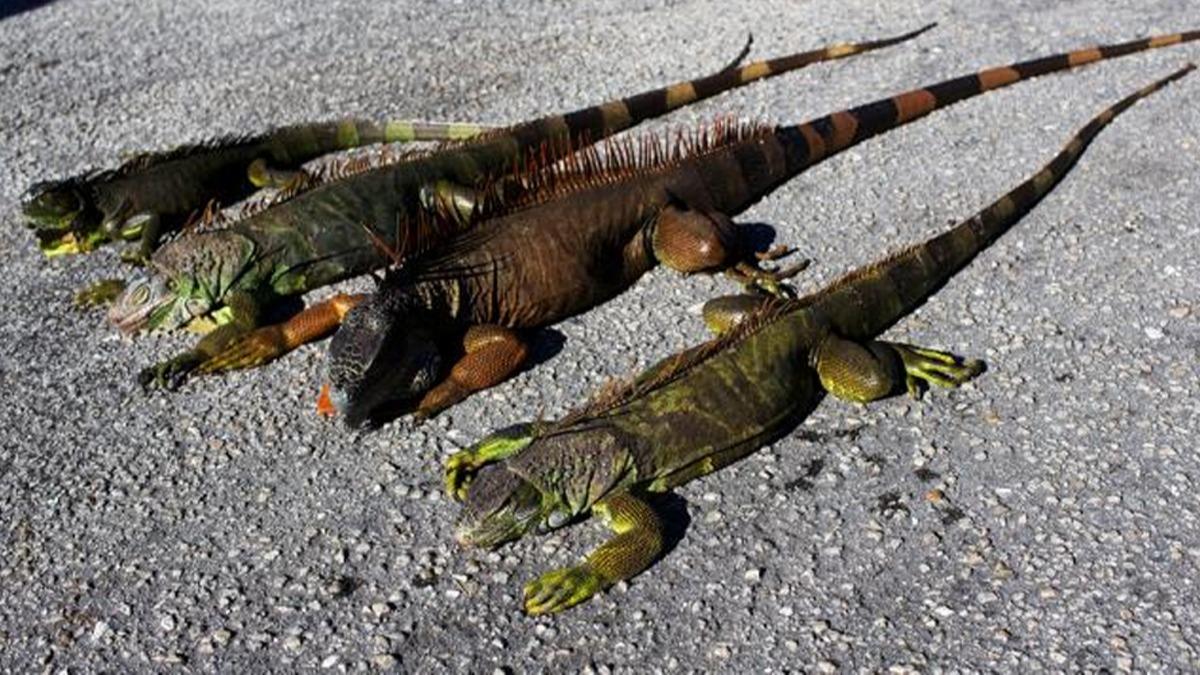 Dikkat: Aalardan iguana debilir!