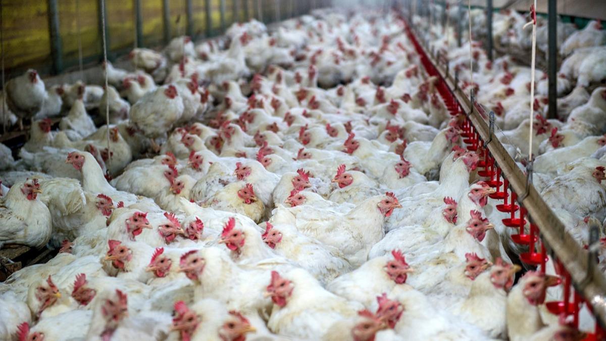 Hollanda'da ku gribinden 168 bin tavuk itlaf edildi