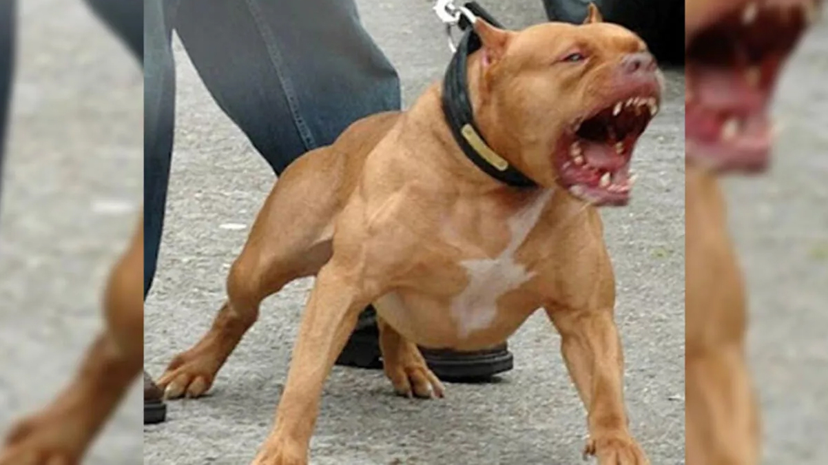 Sokak k�peklerini yaralayan pitbull yakalanarak bar�na�a g�t�r�ld�