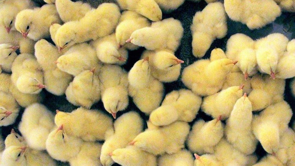 Fransa'da erkek civcivlerin yumurtadan kar kmaz ldrlmesi yasakland 