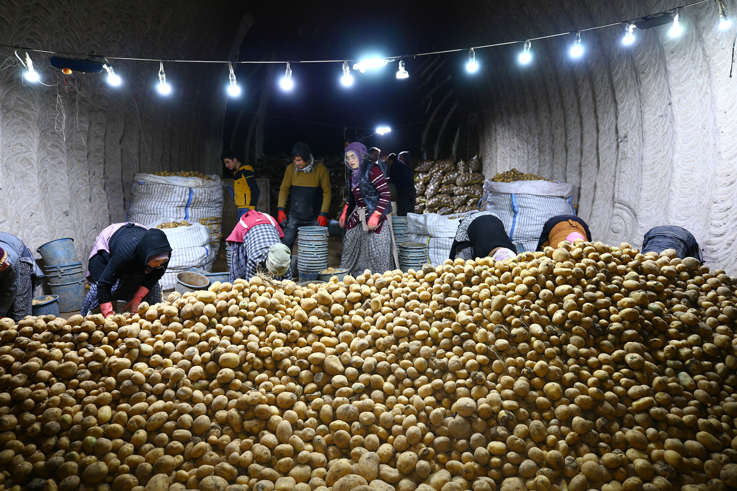 Kapadokya'dan binlerce ton patates piyasaya sunuluyor