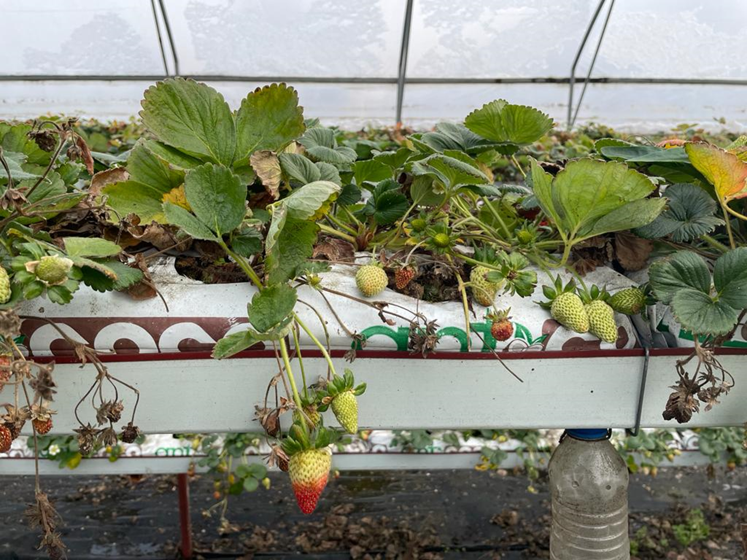 Topraks�z �ilek �retimi devlet deste�iyle yayg�nla�t�r�l�yor