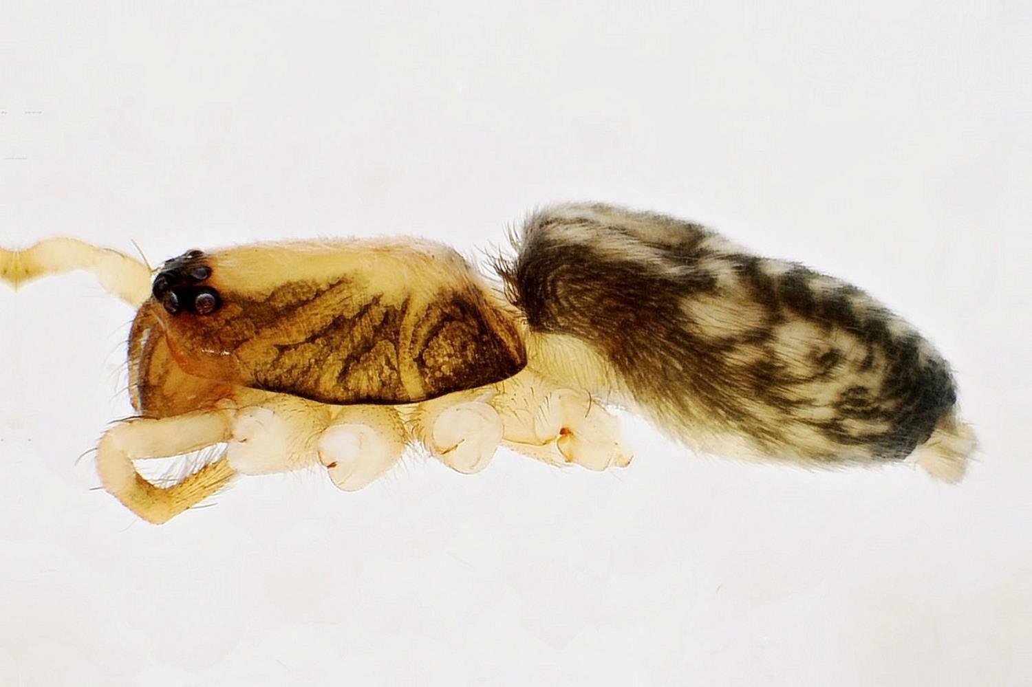 D�nyada sadece Kahramanmara�'ta ya��yor! Literat�re girdi