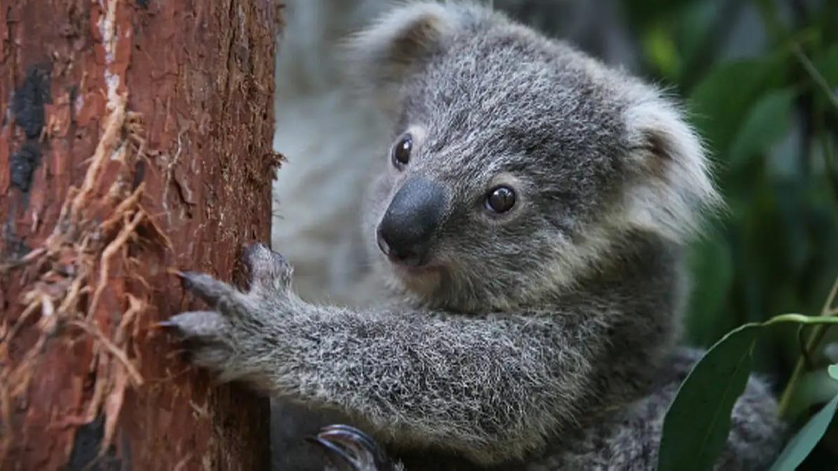 Avustralya, koalalar nesli tkenmekte olan hayvan listesine ald