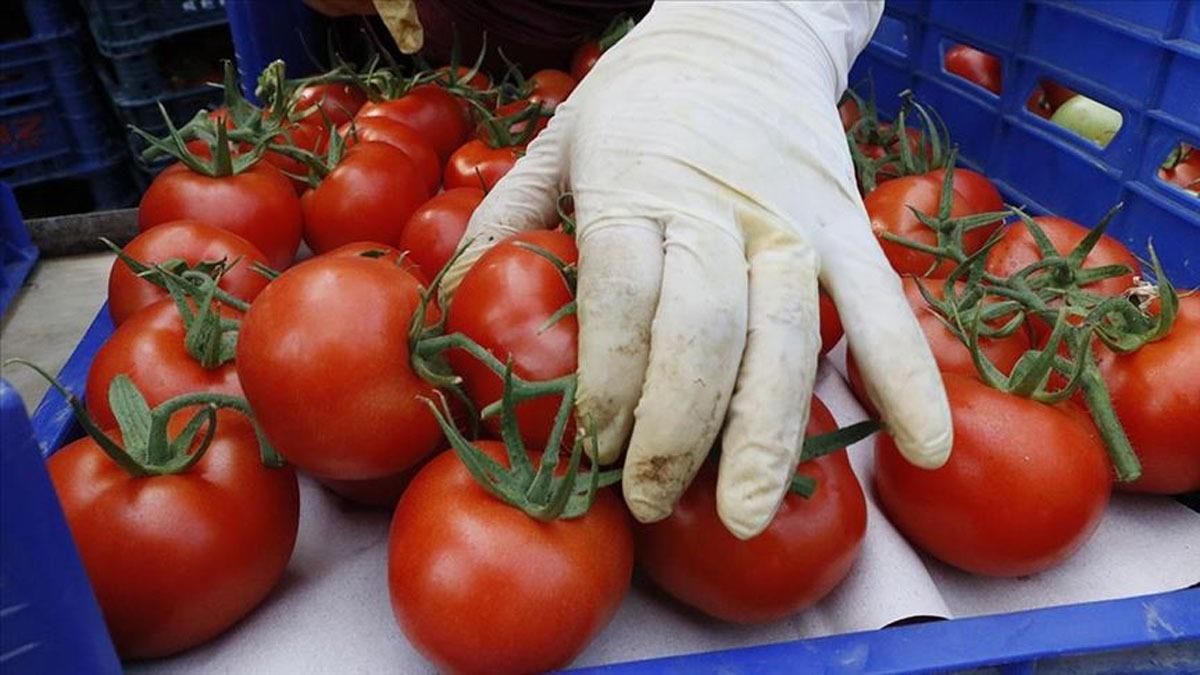 Rusya, Trkiye'den ithal edilen domates kotasn artrmaya hazrlanyor