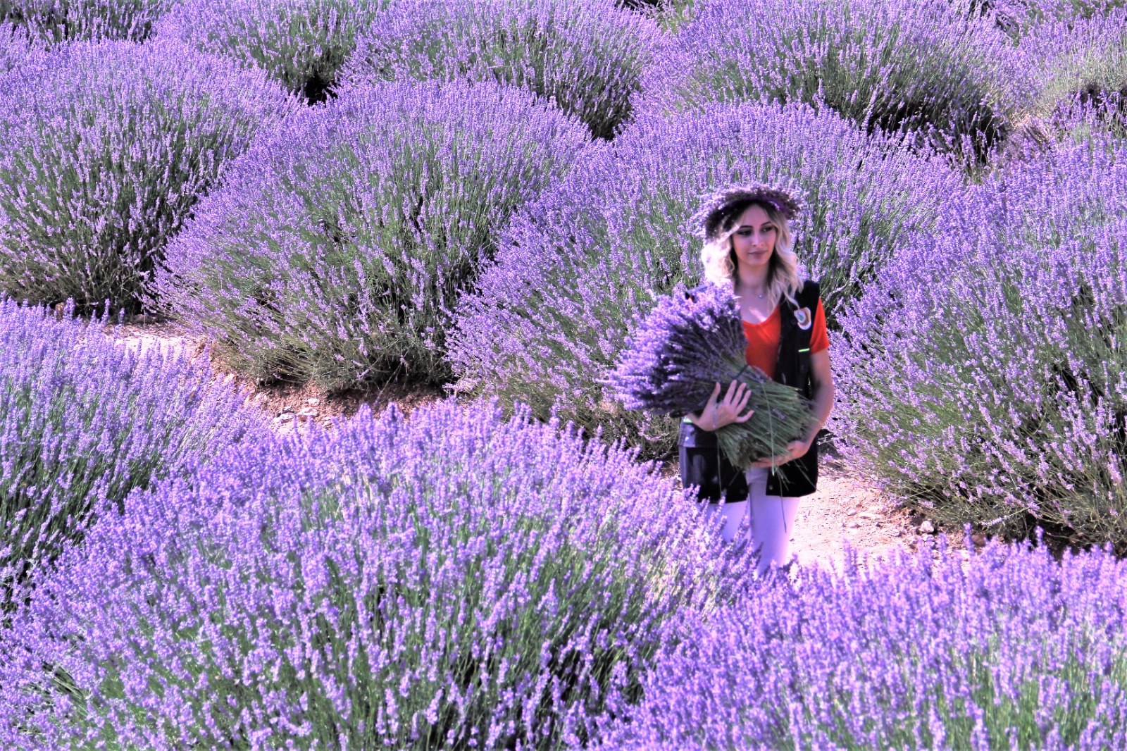 139 �e�it t�bbi aromatik ve s�s bitkisine hazine deste�i