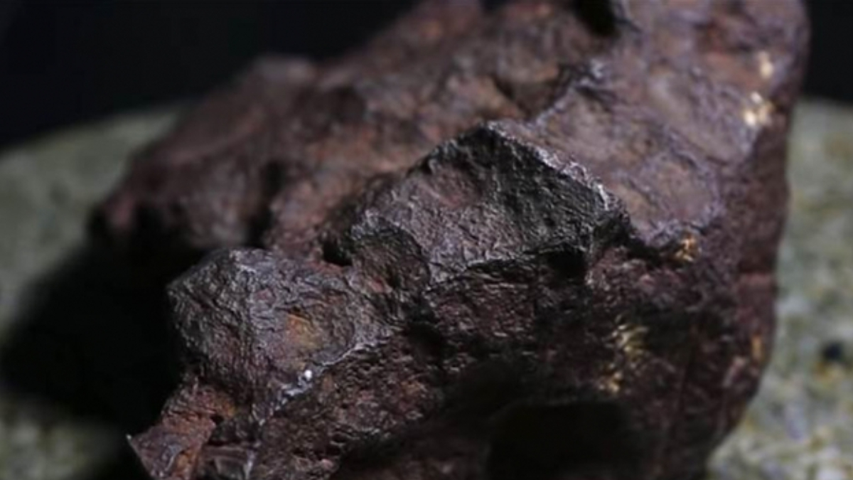 Mantar toplarken buldu! Binlerce dolara yurtd���na sat�l�yor