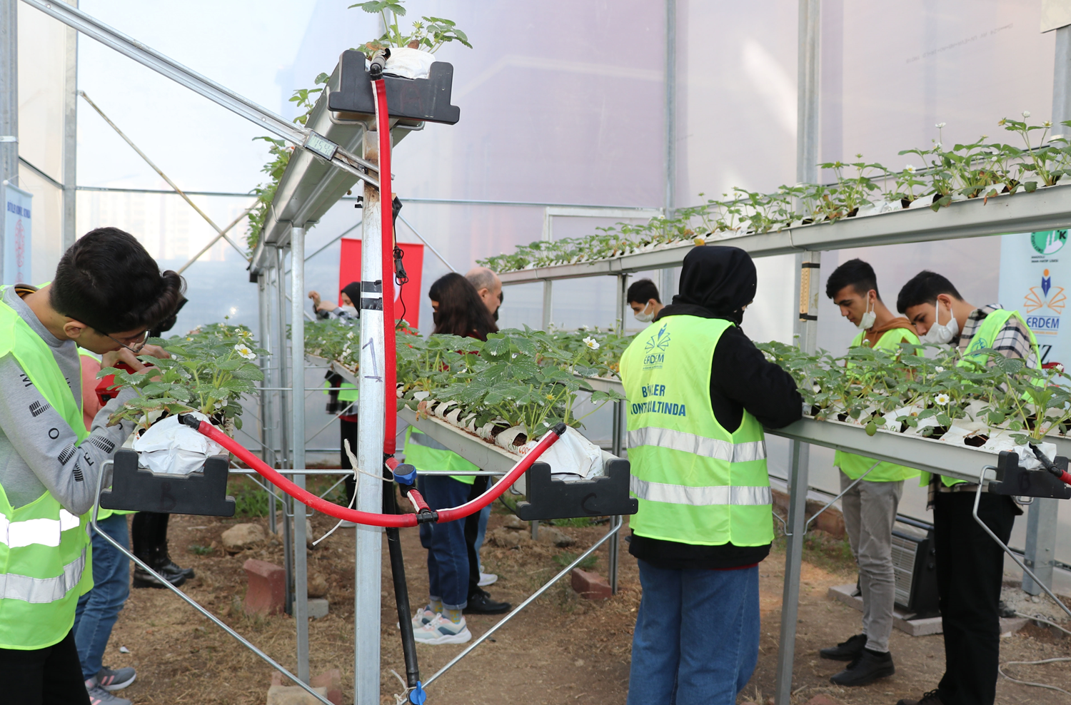 Liseliler serada topraks�z �ilek yeti�tiriyorlar