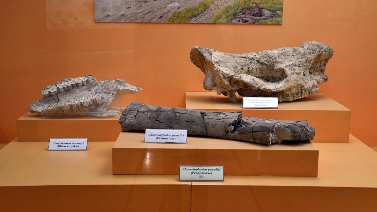 'Milyon yllk fil aya' Sivas Arkeoloji Mzesi'nde sergileniyor