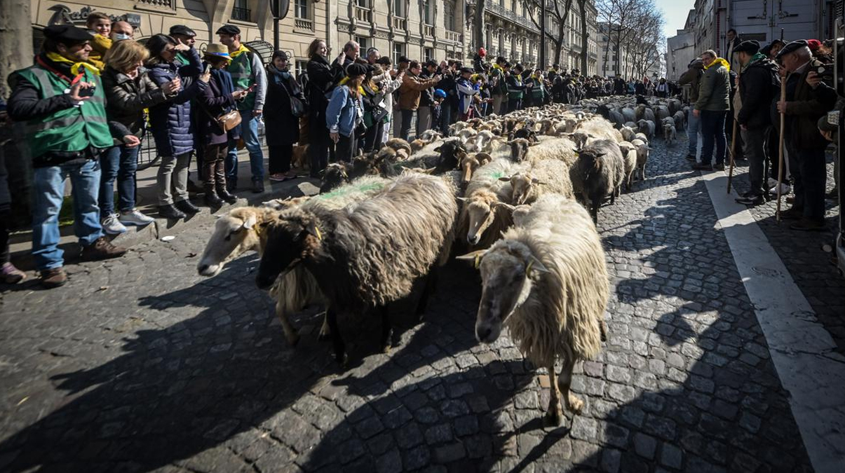 Paris'in en nl caddesinde koyun defilesi!  Tam 2022 tane...