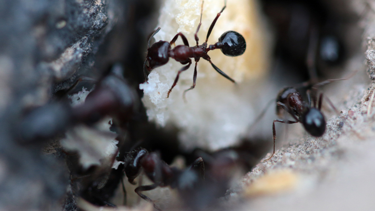 Kar�ncalar kanserli h�creleri koklayarak ay�rt edebiliyor