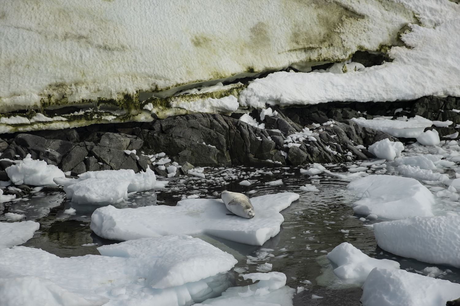 Beyaz K�ta'dan mavili�e ula�an her damla su iklim de�i�ikli�ini tetikliyor