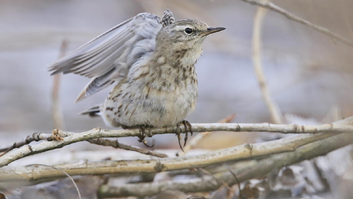 13 y�l sonra bir ilk! Diyarbak�r'da g�r�nt�lendi