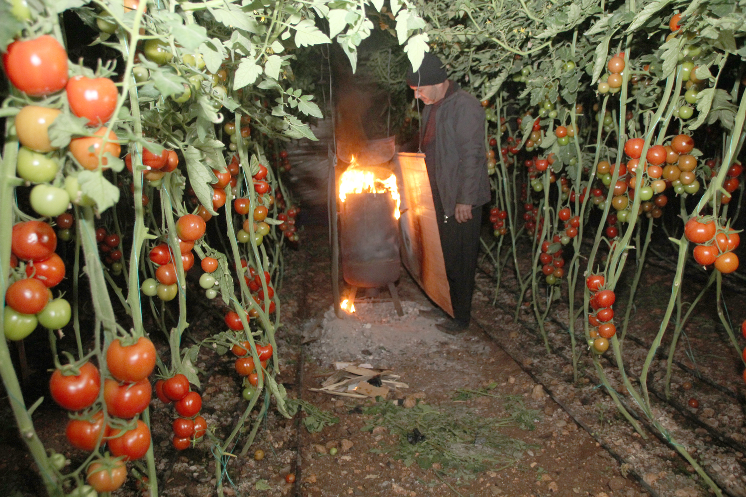 Mersin'de �ift�iler zirai dona kar�� seralarda soba yakt�