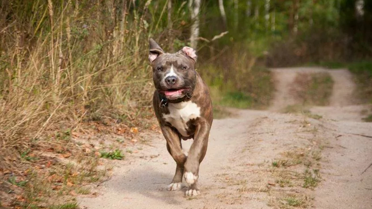 Sahibinin komutuyla sald�ran k�pek 'silah' say�ld�: Sahibi 'silahla yaralama' su�undan tutukland�