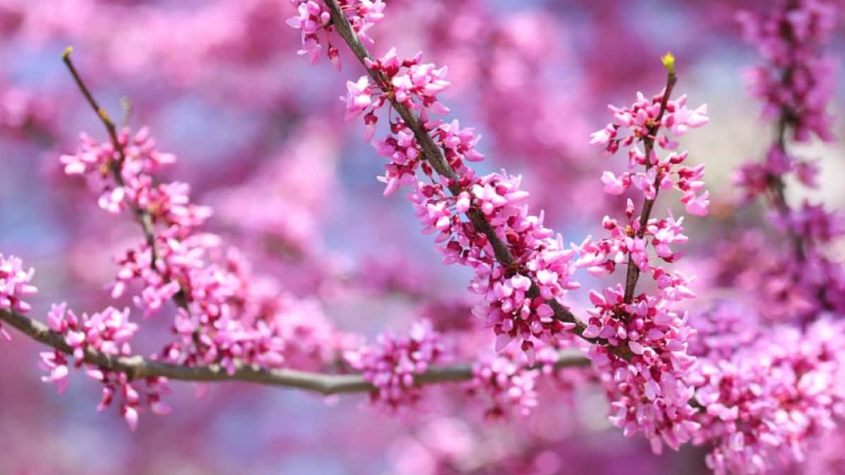 Nevruz Bayram� mesajlar� 2022