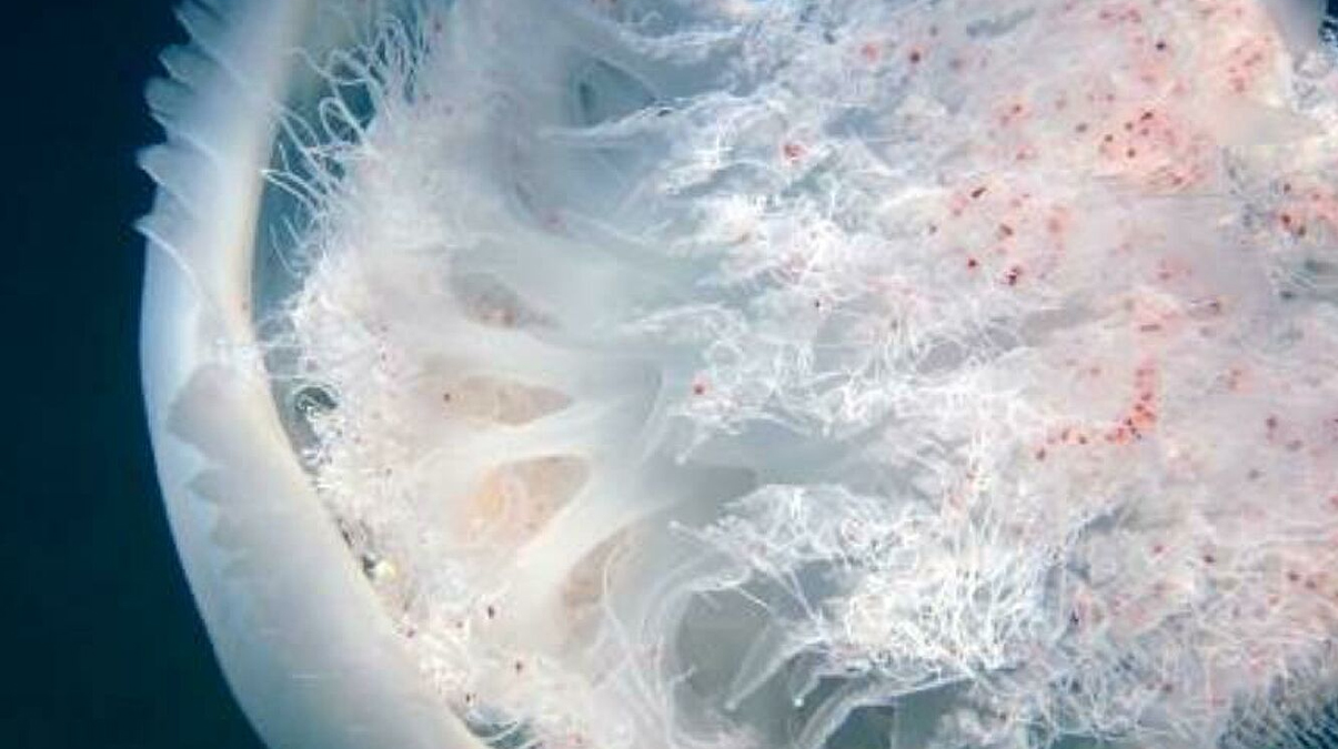 Korkutan uyar� geldi: K�y�lar� istila edecek