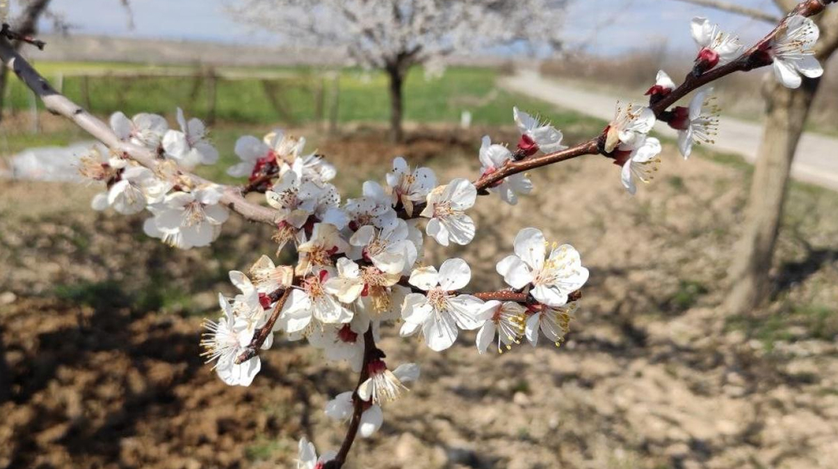 Malatya'da kay�s� a�a�lar� �i�ek a�t�