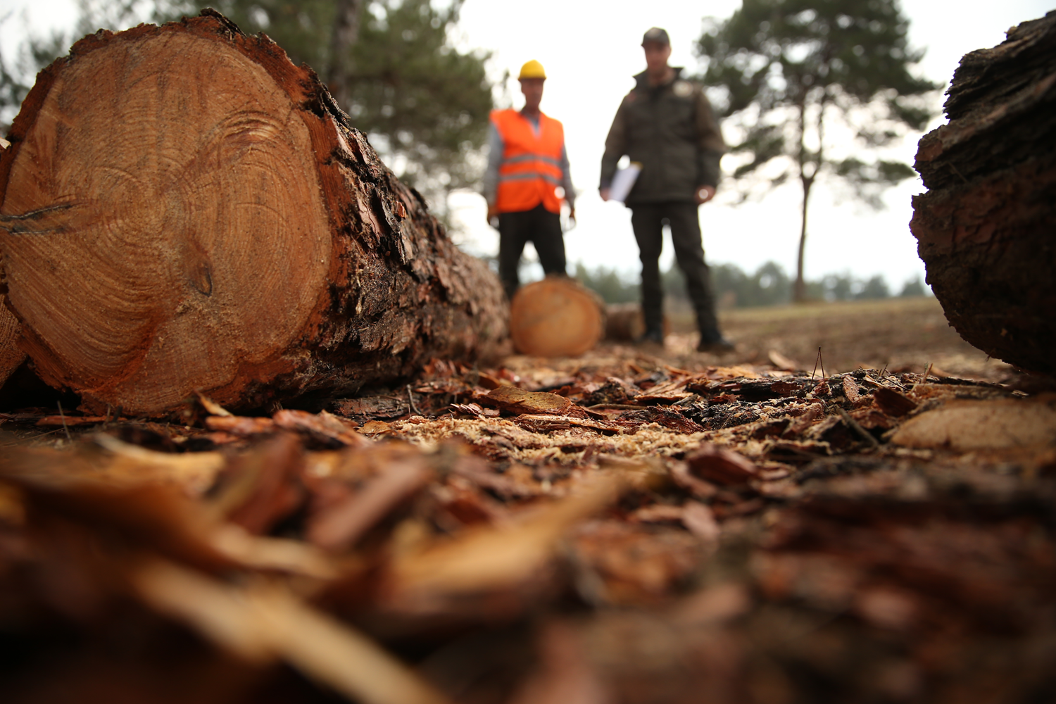 Ormanc�lar 24 saat 'a�a� n�beti'nde