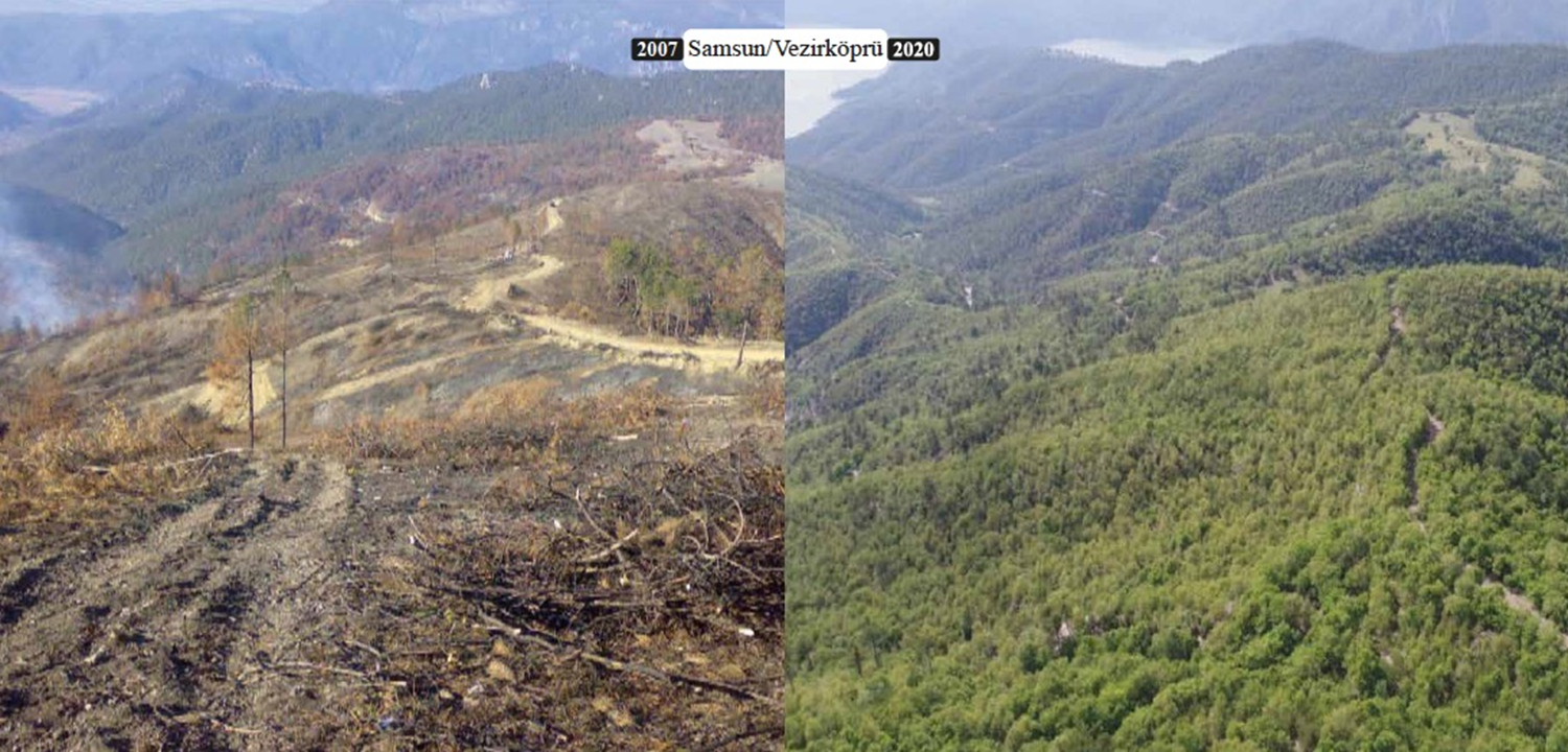T�rkiye'nin orman varl��� ge�en y�l 177 bin hektar daha artarak, 23,1 milyon hektar oldu