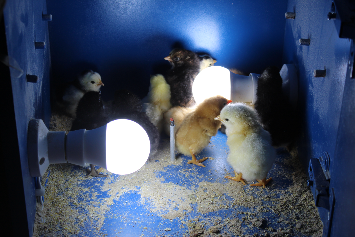 Biyoloji ��retmeni, okula kulu�ka makinesi kurdu