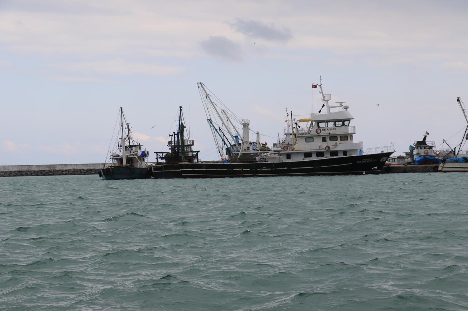 Karadenizli bal�k��larda 'may�n' pani�i
