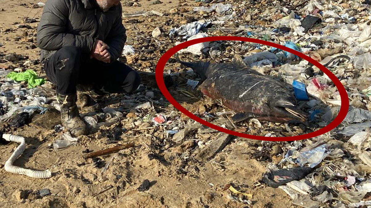 Korkutan olay: Hepsi kyya vurdu