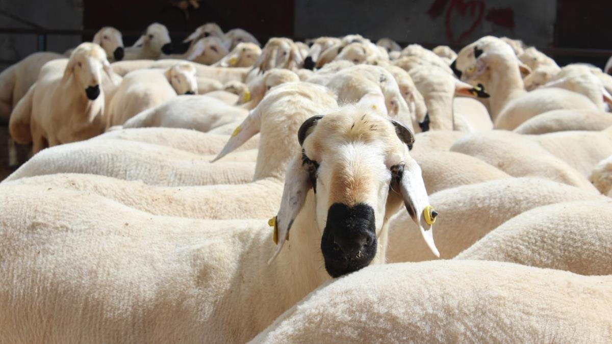 Ticaret Bakanlndan 'Katar'a 2.5 milyon kkba canl hayvan ihracat' iddialarna yalanlama 