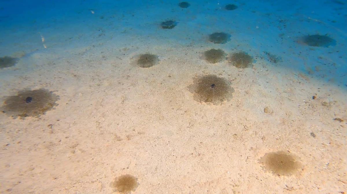 Denizanas poplasyonu, haziran ay itibaryla azalacak