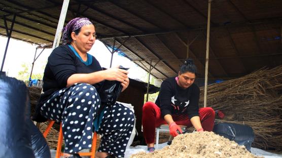 Roman kadınlar, aldıkları eğitim sonrasında istiridye mantarı üretimiyle ev ekonomilerine katkıda bulunuyor