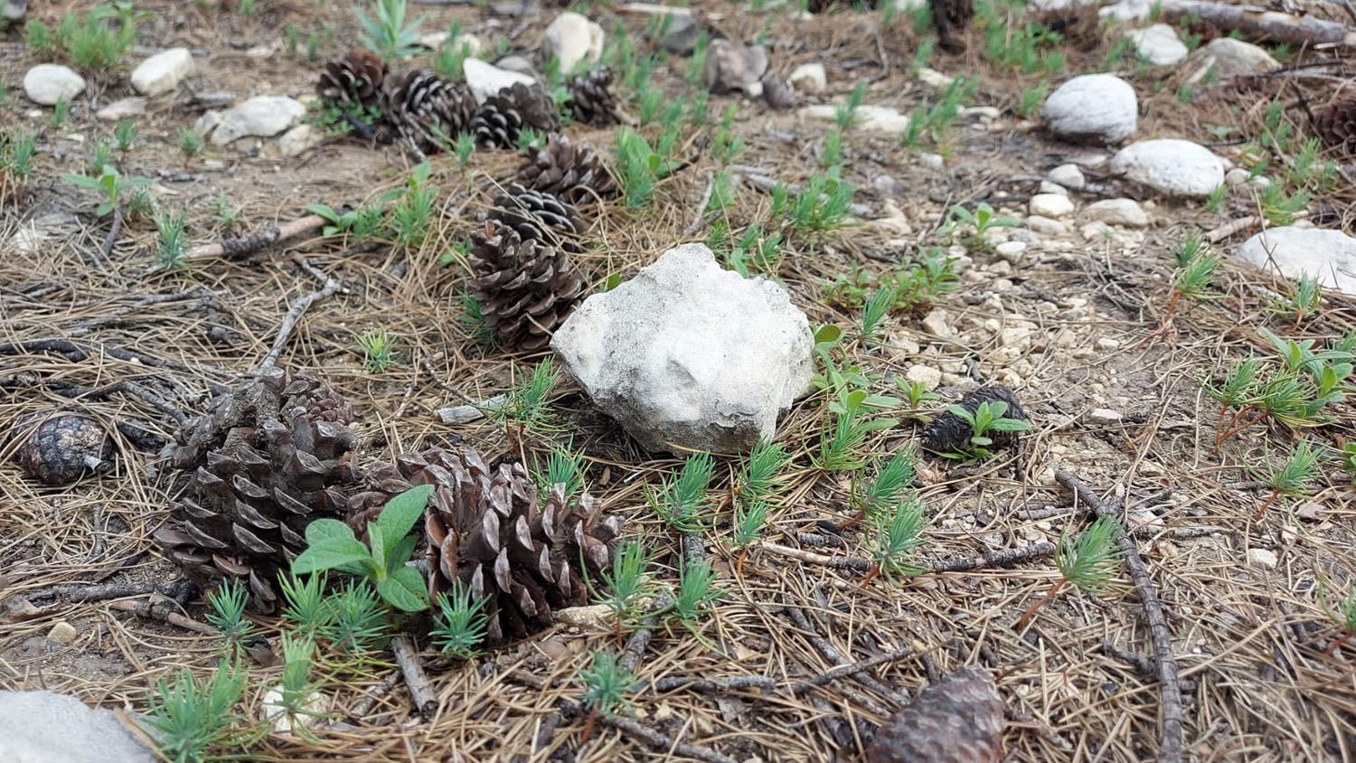 Manavgat'ta ekimi yap�lan 72 ton k�z�l�am tohumu filizlenmeye ba�lad�