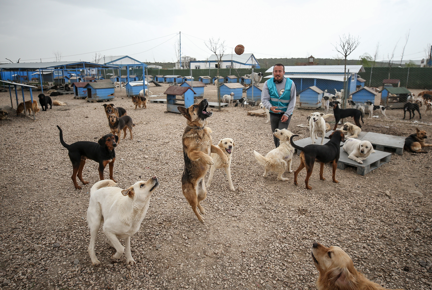 Hayat�n� terk edilmi� hayvanlara adad�