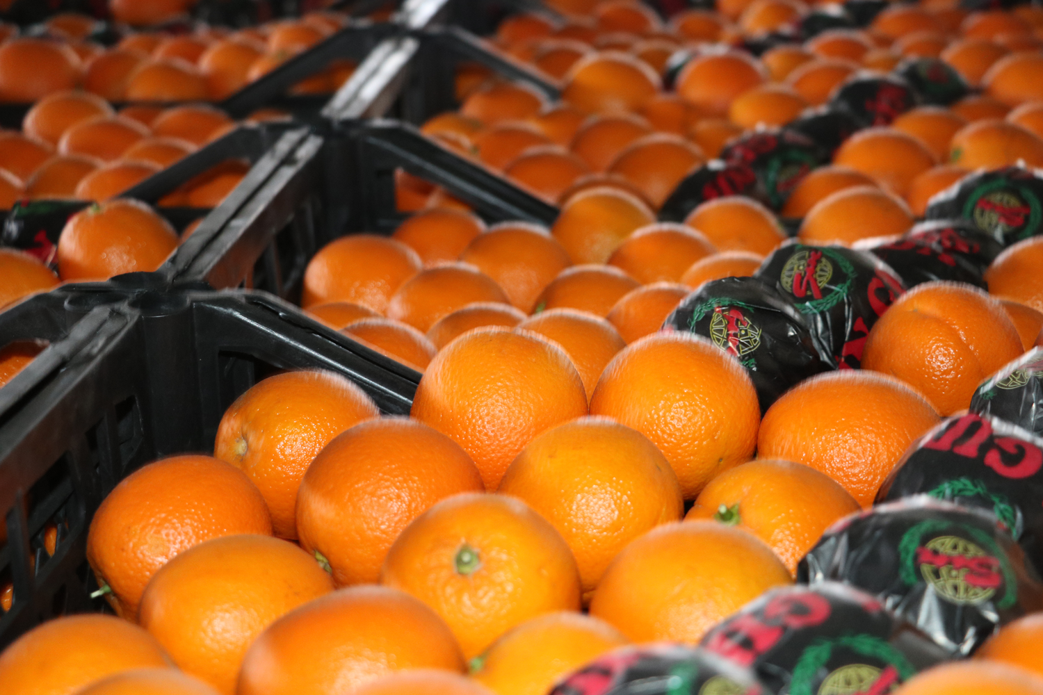 T�rkiye'nin ya� sebze meyve ihracat� 2022'nin ilk �eyre�inde 762 milyon dolar� a�t�