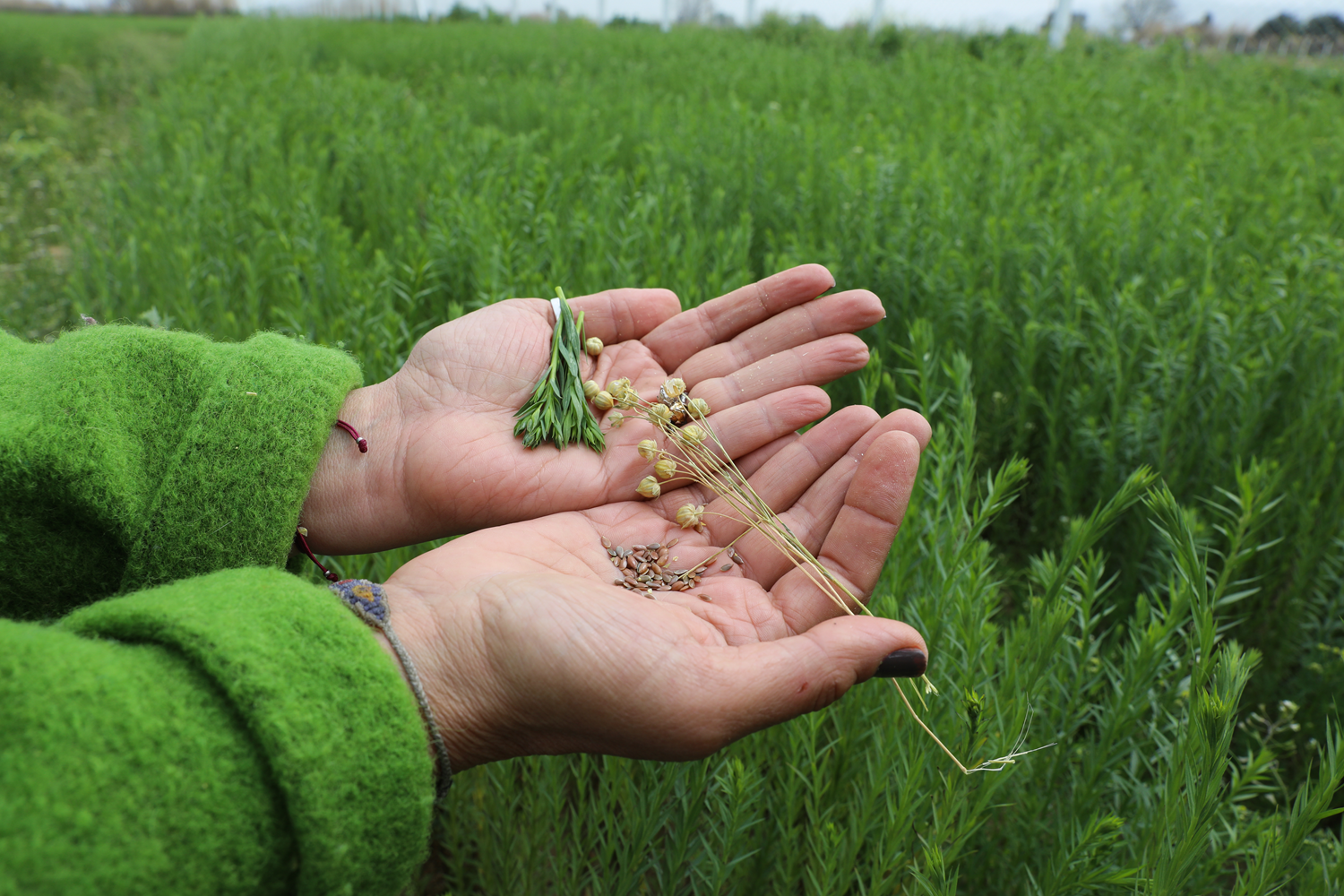 Geli�tirilen 'Cemre' ve 'Efe' tohumlar�yla ketenin �retimi artacak