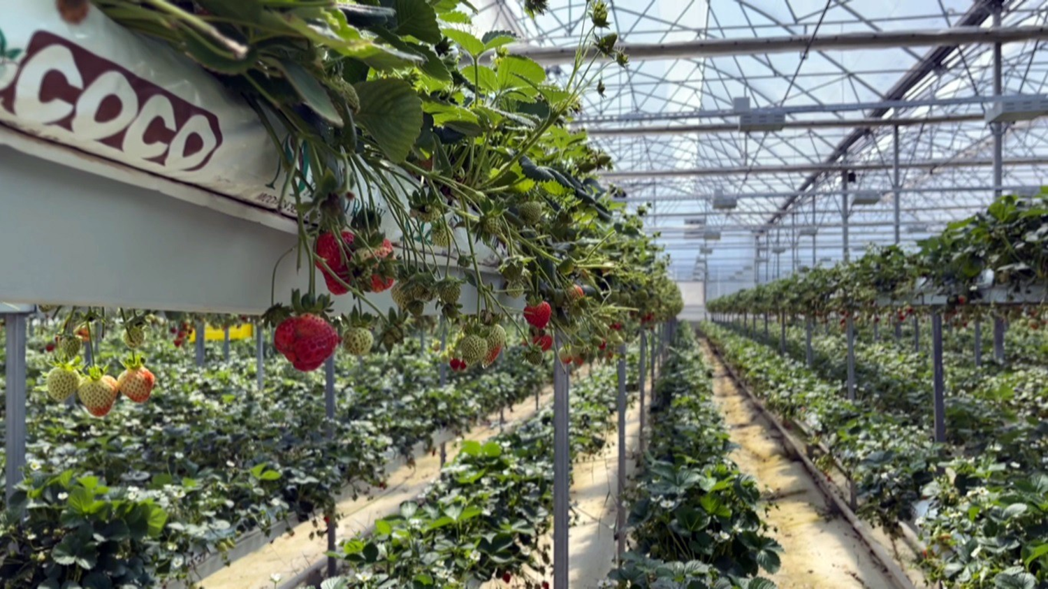 Sinop'ta �retiliyor, d�nyaya sat�l�yor