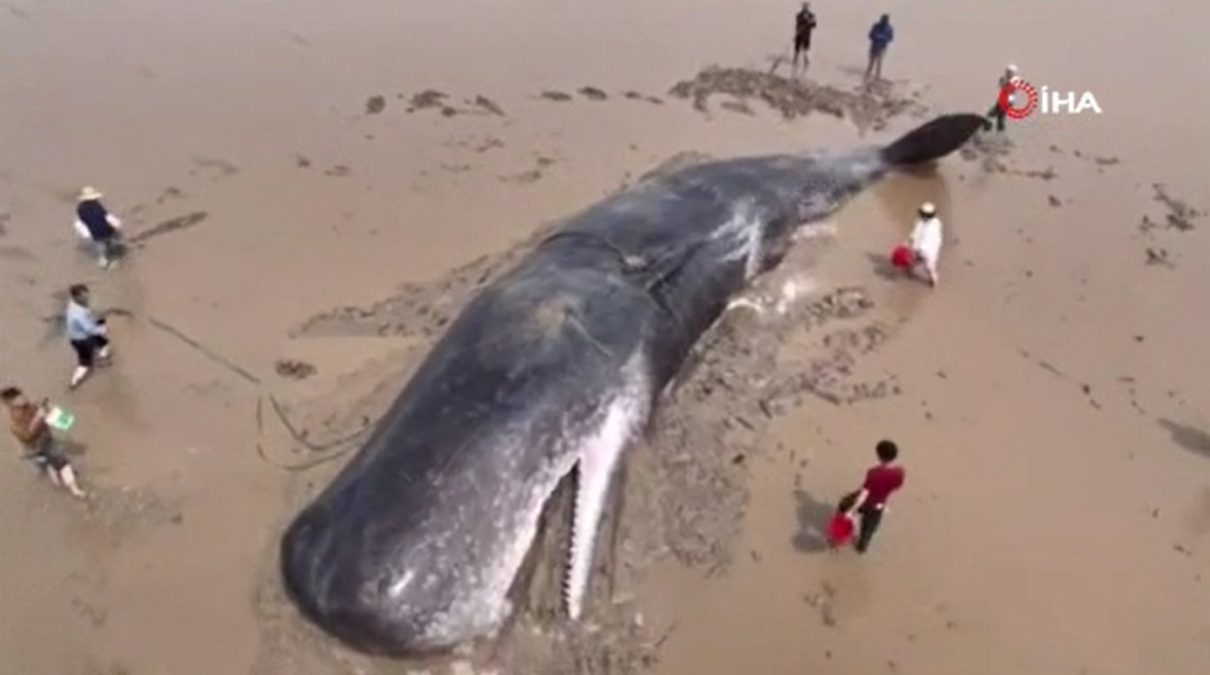 Karaya vuran 60 tonluk balina 20 saatte kurtarld