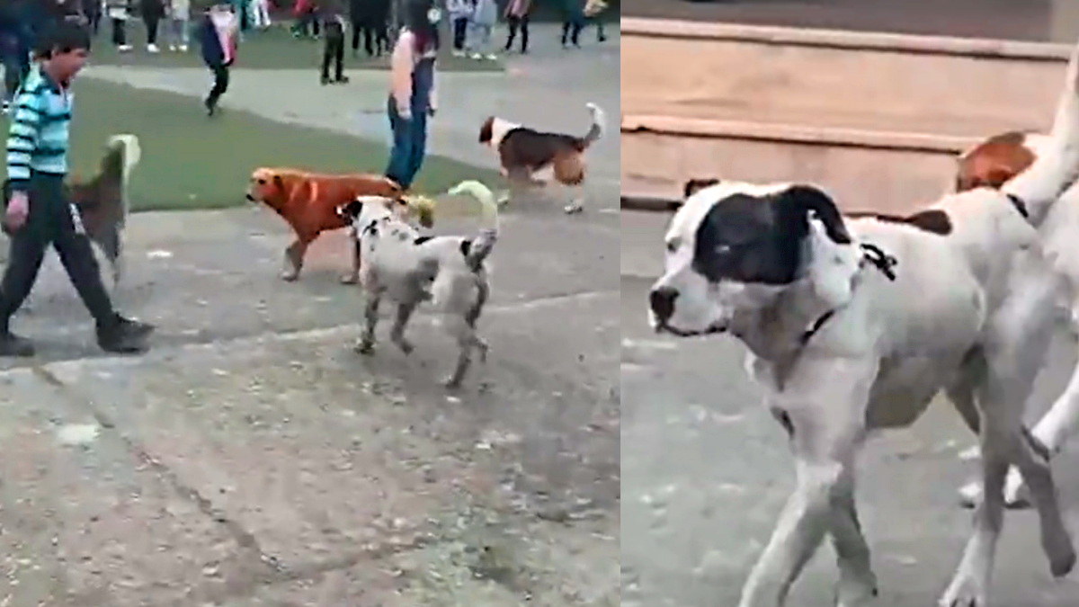 Y�rekleri a�za getiren g�r�nt�! Okul bah�esini istila ettiler