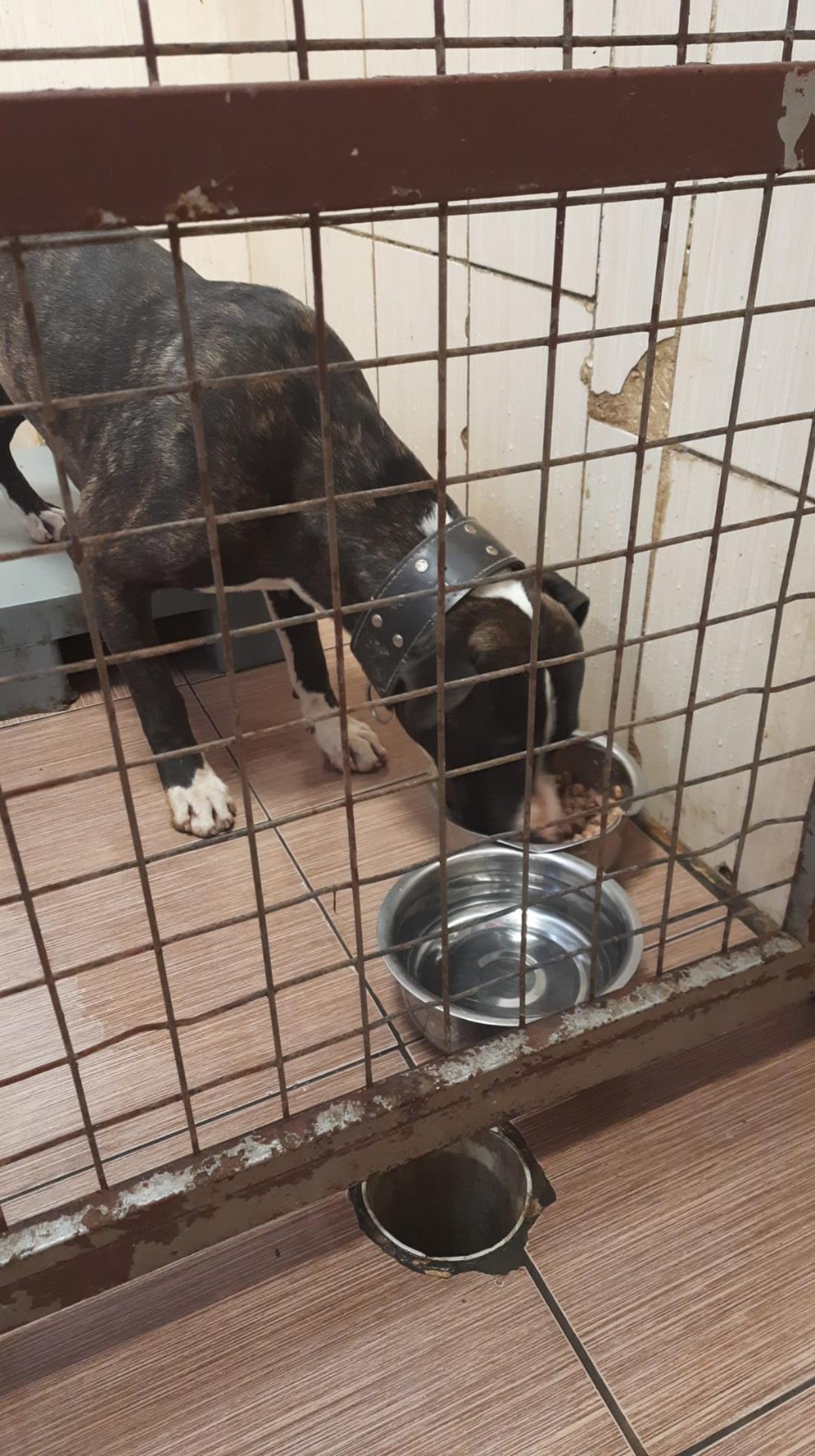 �stanbul'da pitbull sald�r�s�: Sahibine 14 bin 982 lira ceza kesildi