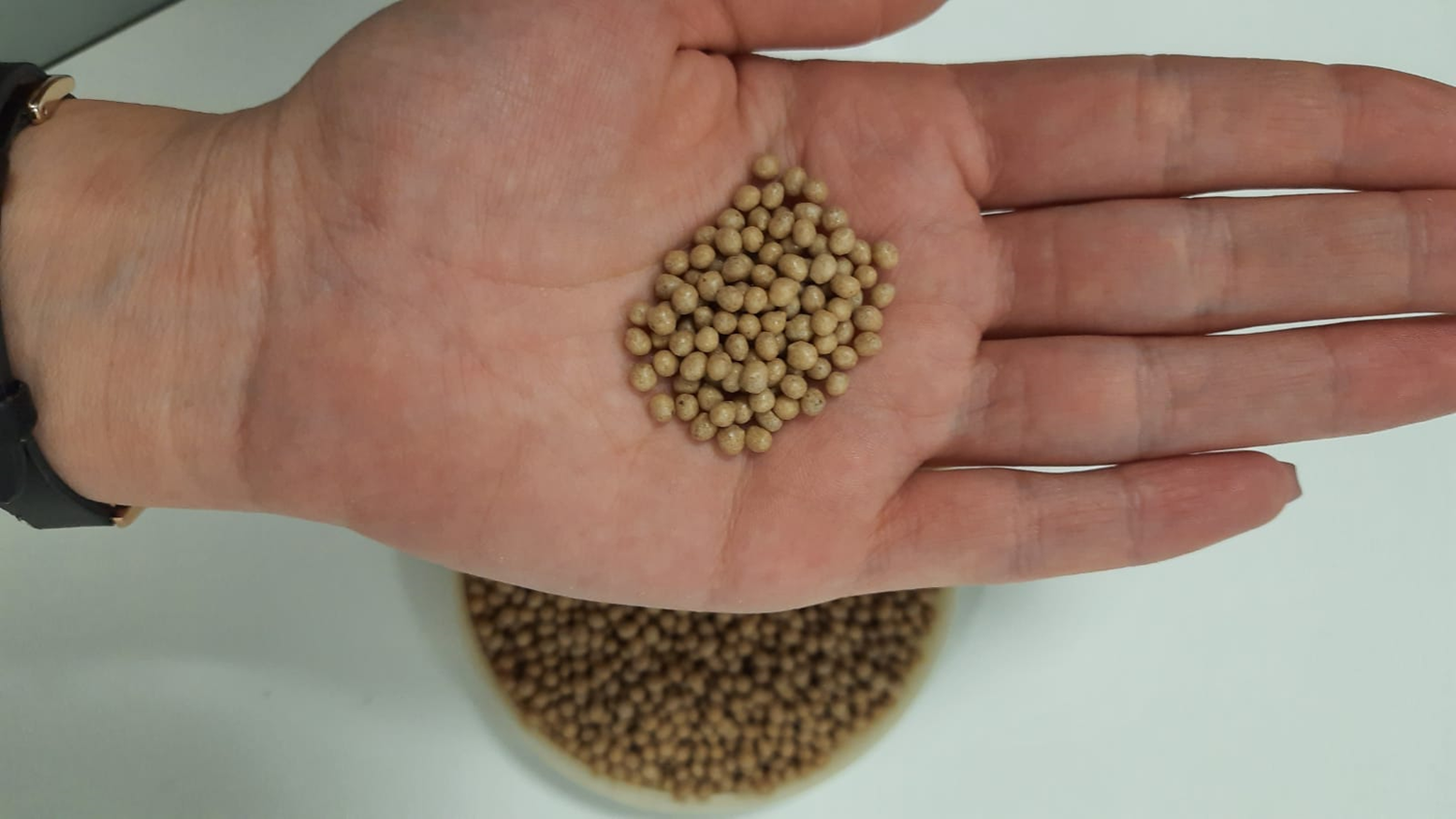 Zeytin �ekirde�inden �retti! 11 ayda do�ada tamamen kayboluyor