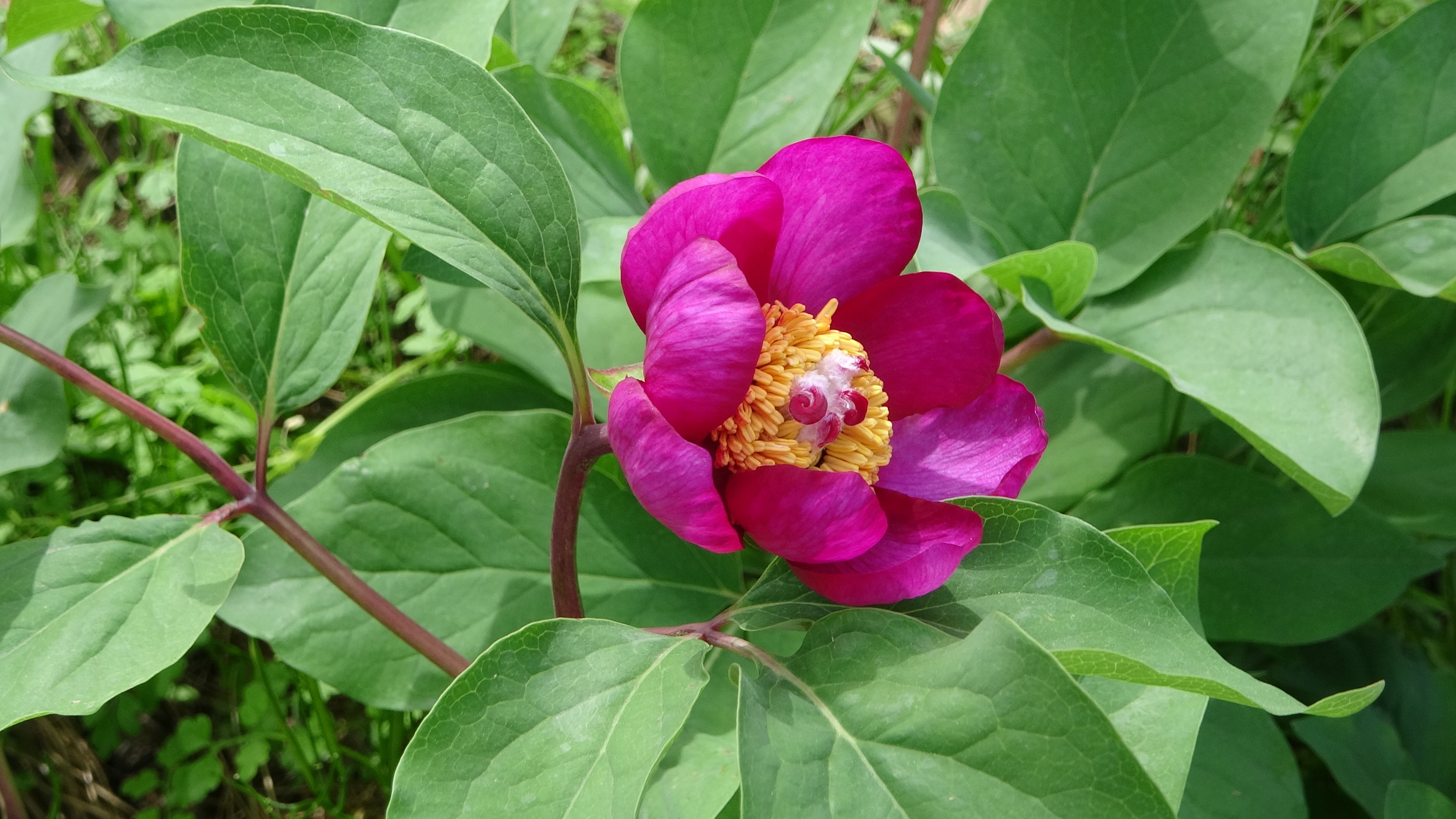 Sadece T�rkiye'de yeti�iyor! 'D�nyan�n en pahal�s�' k�llerinden do�du