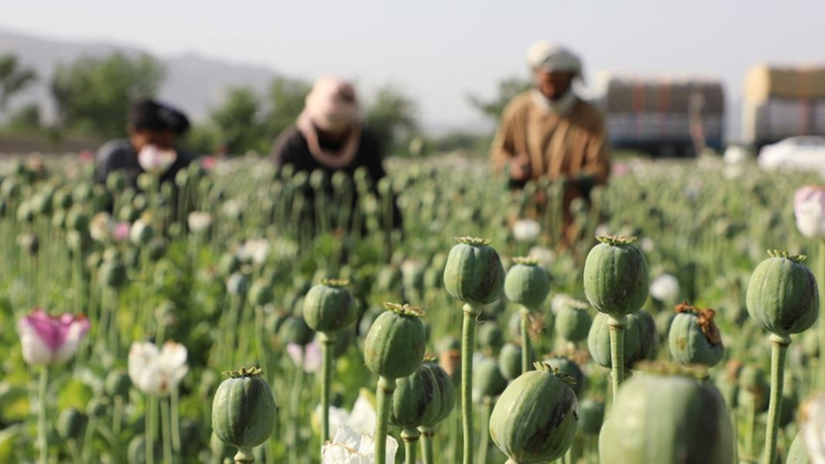 Taliban ha�ha�a alternatif �r�n ekimi i�in uluslararas� toplumdan yard�m istiyor