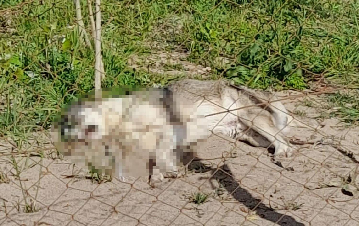 K�pekleri zehirli sosisle �ld�rd�ler!