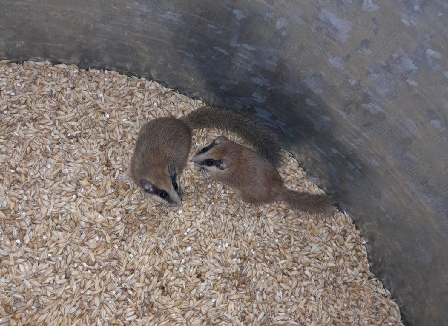 Nesli tehlike alt�nda! Tunceli'de g�r�nt�lendi