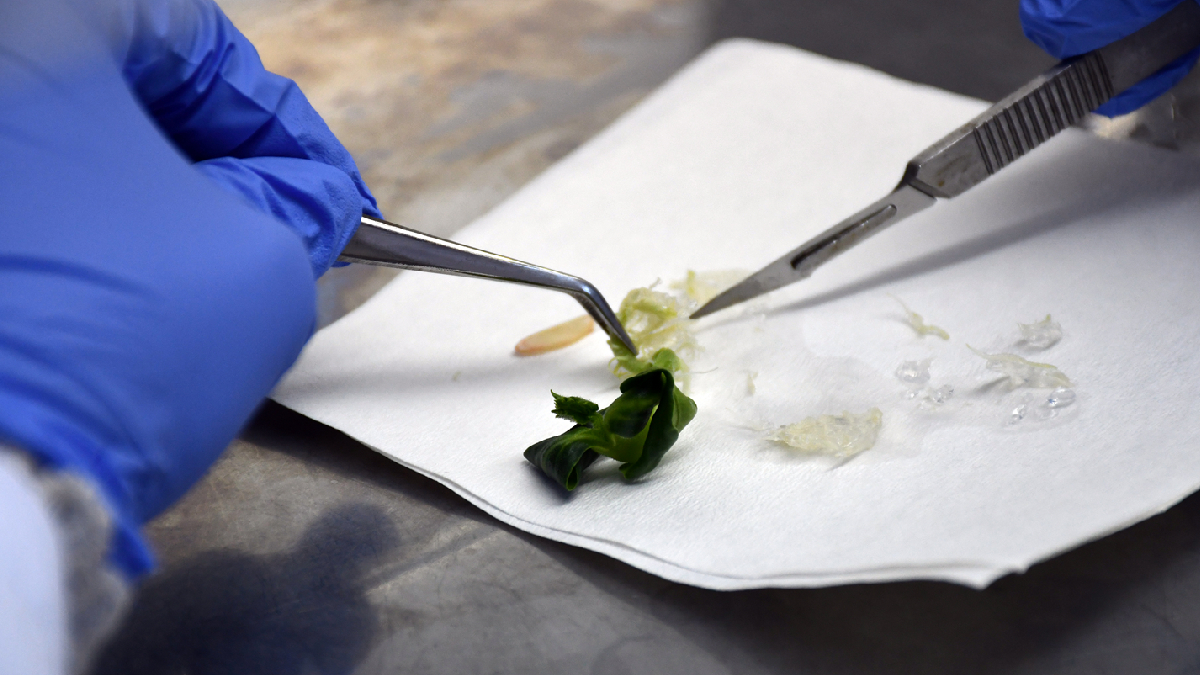 T�rk bilim insanlar�ndan devrim gibi bulu�! Yurt d���ndan talep ya��yor