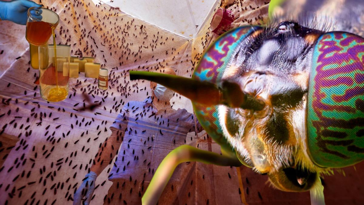 Trk bilim insan sinekten retti! Azerbaycan ve Avrupa'dan talep ediliyor